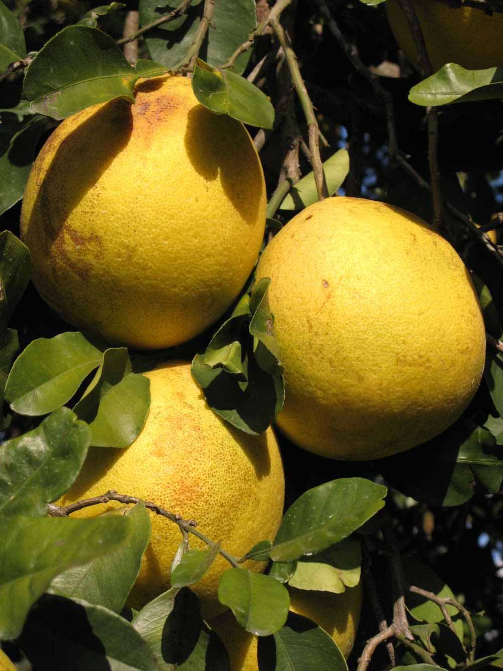              Fruit (Nakon, Winter Haven, FL)       